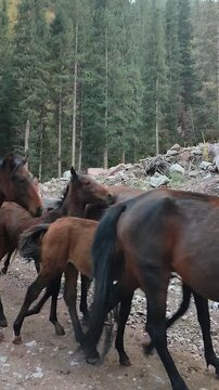 A herd of horses moves along the road