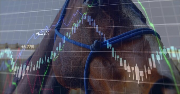 Showing brown horse head wearing blue rope halter in paddock, displaying candlestick chart +6