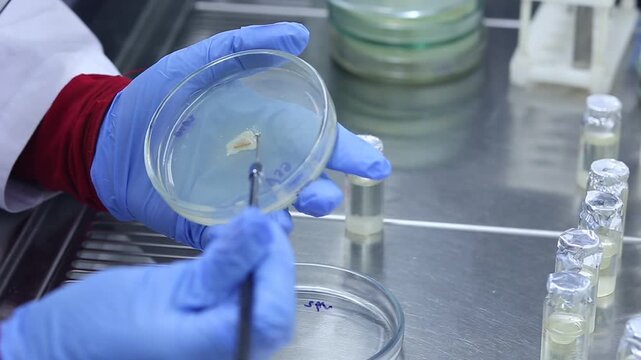 A scientist works with bacteria on a petri dish using a microbiological loop, an experiment with bacteria in a microbiology laboratory.