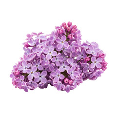 Fototapeta premium Beautiful Lilac Flowers Blooming in a Cluster on a White Background