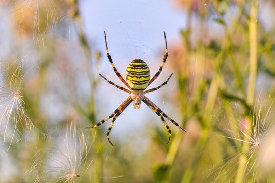 Wasp spider (Argiope bruennichi) in a web against a blurred nature background