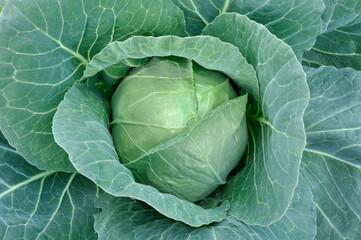close-up of ripening green cabbage in the vegetable garden, view from above