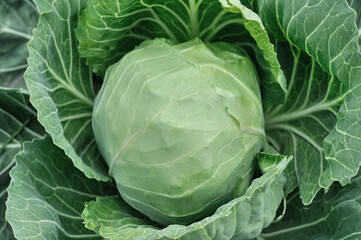 Obraz premium close-up of ripening green cabbage in the vegetable garden, view from above