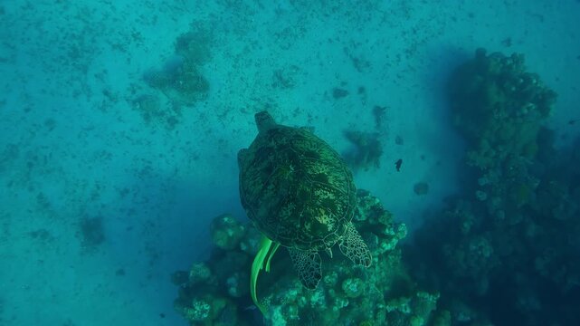 Top view of Sea Turtle swimming to sea bottom along the coral reef, Close-up, Slow motion of Great Green Sea Turtle, Chelonia mydas
