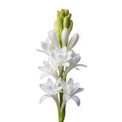 Obraz premium Elegant White Flowers with Green Buds on a Minimalist Background