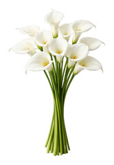 PNG Elegant white calla lily bouquet.