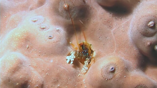 Observe small crabs, shrimps, and other tiny crustaceans as they navigate the intricate coral ecosystem, seeking sustenance and sanctuary in the deep blue waters of the ocean.