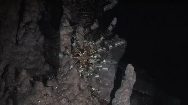 Observe the diverse life within a coral burrow. Small crabs and shrimps explore their home, seeking food and shelter amongst the complex structures of the underwater world's coral.