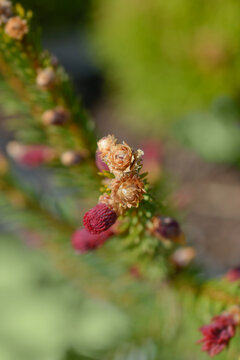 Norway spruce branch with buds - Latin name - Picea abies Rydal