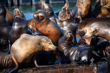 The sea lion (Zalophus californianus) colony with numerous impressive animals on artificial floating pontoon islands in San Francisco Harbor near the popular tourist destination “Fisherman's Wharf.”  © ON-Photography