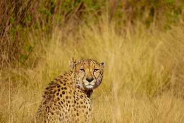 Cheetah resting in grassland habitat, Gondwana Game Reserve, Western Cape, South Africa © Andrew