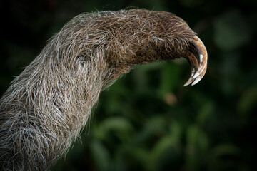 Fototapeta premium Three toed sloth interacting with human hand wildlife interaction portrait
