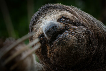 Fototapeta premium Three toed sloth interacting with human hand wildlife interaction portrait