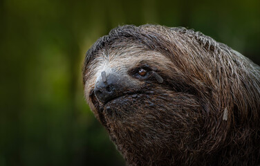 Fototapeta premium Three toed sloth close up portrait in tropical rainforest