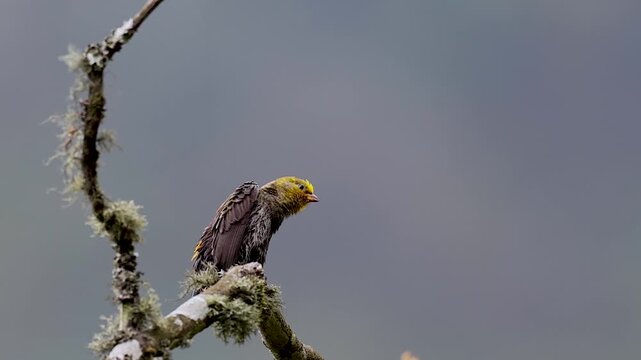 Yellow-rumped Honeyguide preening on branch at Eaglenest wildlife sanctuary, Arunachal Pradesh, India 