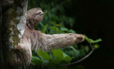 Fototapeta premium Three toed sloth climbing tree trunk in tropical rainforest