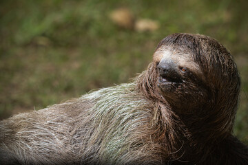 Fototapeta premium Three toed sloth walking on ground portrait in tropical habitat