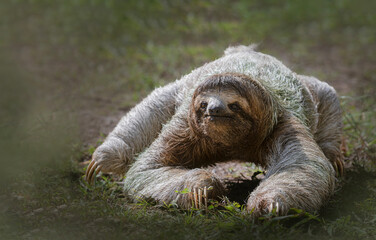 Fototapeta premium Three toed sloth walking on ground portrait in tropical habitat