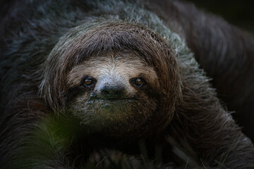Fototapeta premium Three toed sloth close up portrait in tropical rainforest