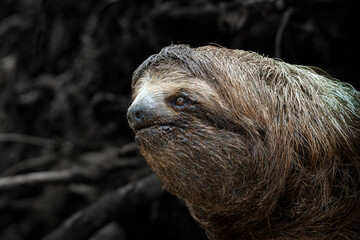 Fototapeta premium Three toed sloth close up portrait in tropical rainforest