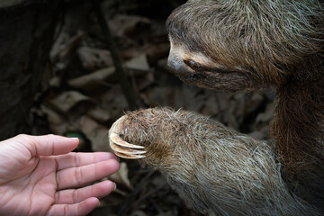 Fototapeta premium Three toed sloth interacting with human hand wildlife interaction portrait