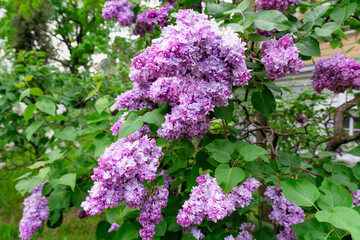 Obraz premium Beautiful blooming lilacs in the spring garden. Lilac flowers in sunny spring weather. Botanical Park