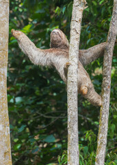 Fototapeta premium Three toed sloth climbing tree trunk in tropical rainforest