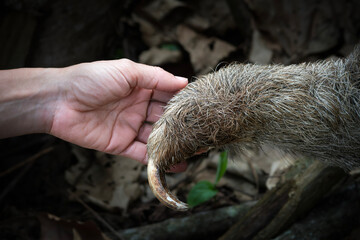 Fototapeta premium Three toed sloth interacting with human hand wildlife interaction portrait