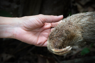 Fototapeta premium Three toed sloth interacting with human hand wildlife interaction portrait