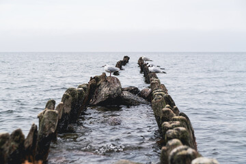Fototapeta premium Seagulls standing on wooden posts in the sea. Flock of wild birds resting on old timber structures near water. Coastal wildlife nature scene with moody sky. Marine animal environment.