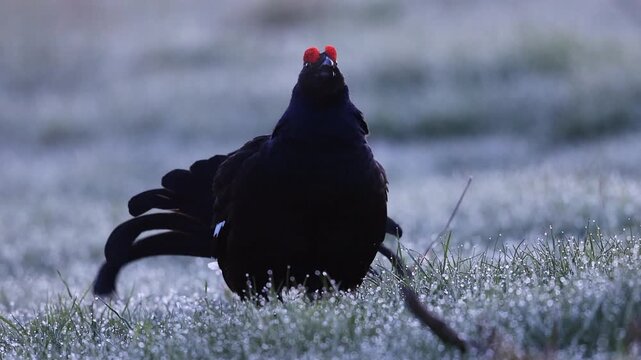 Coq T&eacute;tras-lyre chantant pendant la parade nuptiale.  Vercors - Is&egrave;re