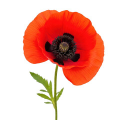 A vibrant red poppy flower standing elegantly on a slender green stem png