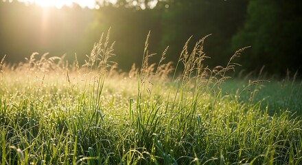 Obraz premium Sunlight shining through tall green grass in a field with trees in the background tall grass