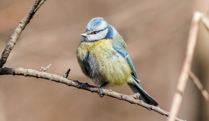 blue tit on a branch © lazalnik