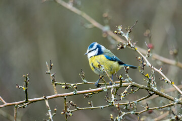 Obraz premium A Eurasian blue tit (Cyanistes caeruleus), a small passerine bird in the tit family, Paridae. 