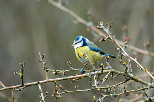 A Eurasian blue tit (Cyanistes caeruleus), a small passerine bird in the tit family, Paridae. 
