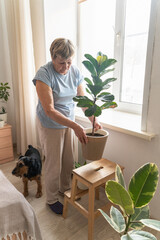 Naklejka premium An elderly woman tends to her fiddle-leaf fig at home, enjoying gardening in the company of her pet dog. An authentic moment, an active retirement lifestyle