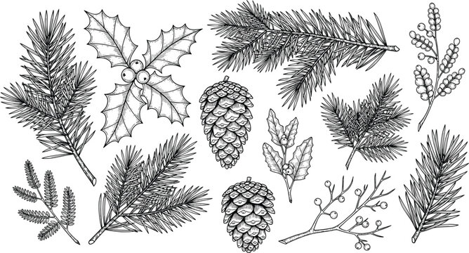 Vintage Christmas Botanical Elements Pine Branches Holly Leaves Cones and Winter Plants Engraving Vector Illustration
