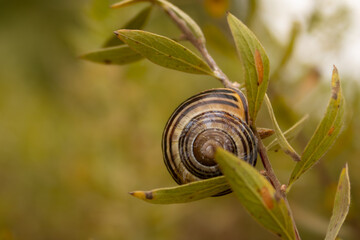 Striped garden snail on green plant leaf, macro nature photography © Hush Lens