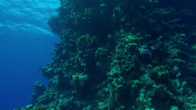 School of blue Fusilier fish swimming at depths along the sheer wall of coral reef on turquoise water background, Slow motion of Lunar Fusilier, Caesio lunaris in shadow of coral rock