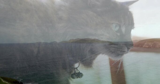 Vertical video: Tabby cat gazing sea window, overlay shifting and turning collar bells for design