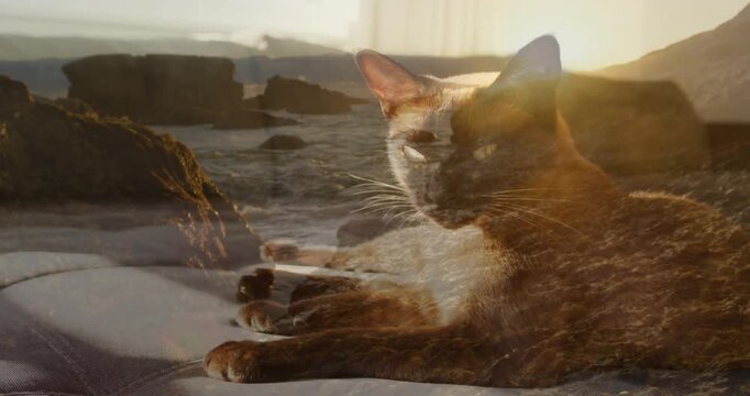 Short-haired cat lying on quilted bed grooming paw while coastal overlay and sun flare shimmering