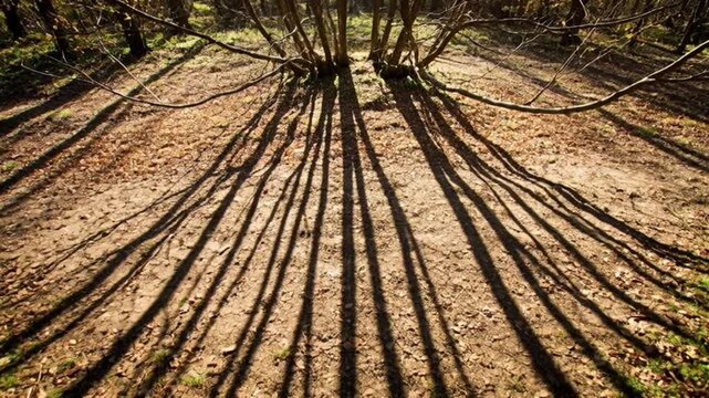 Sunlight piercing through forest canopy creating shadow patterns
