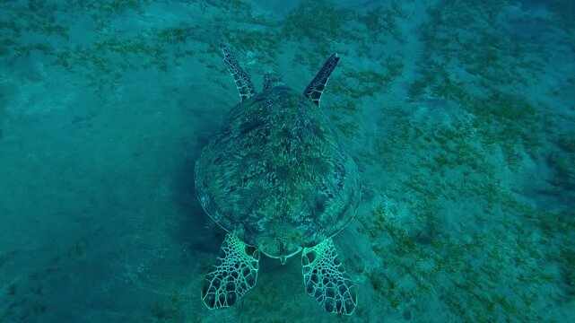 Top view of Sea Turtle with shark bite marks on fins swimming in turquoise water, Slow motion of Great Green Sea Turtle, Chelonia mydas with its front flippers bitten off by shark swims above seabed