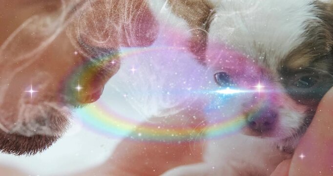 Man cradling kitten, leaning in for bonding causing pastel glow and rainbow forming petcare overlay