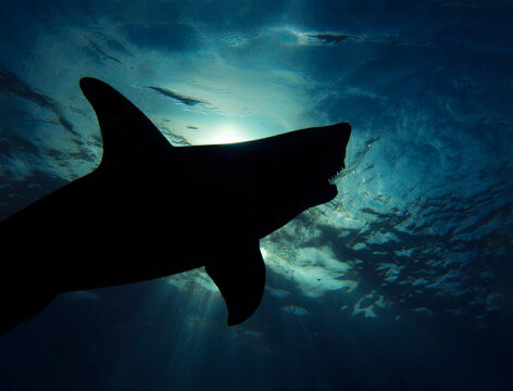 Silueta de tibur&oacute;n