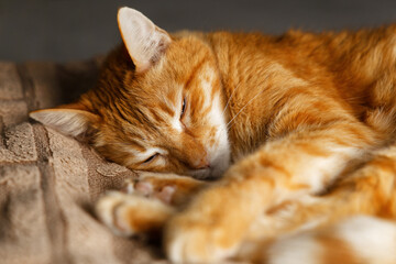 Closeup ginger cat lying on the bed and sleep. Shallow focus.
