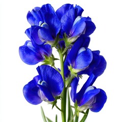 Vibrant royal blue lupine blossoms clustered along a green stem close-up