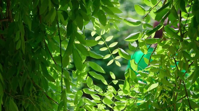 In the foreground, hanging branches of Japanese pagoda tree Sophora japonica. A woman walks through the branches, partially hidden by the foliage of the false acacia.