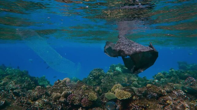 Old torn black plastic bag drifting in turquoise water over top of coral reef, tropical fishes and Translucent Colonial Pyrosoma swims nearby, Slow motion, Plastic pollution of the Ocean